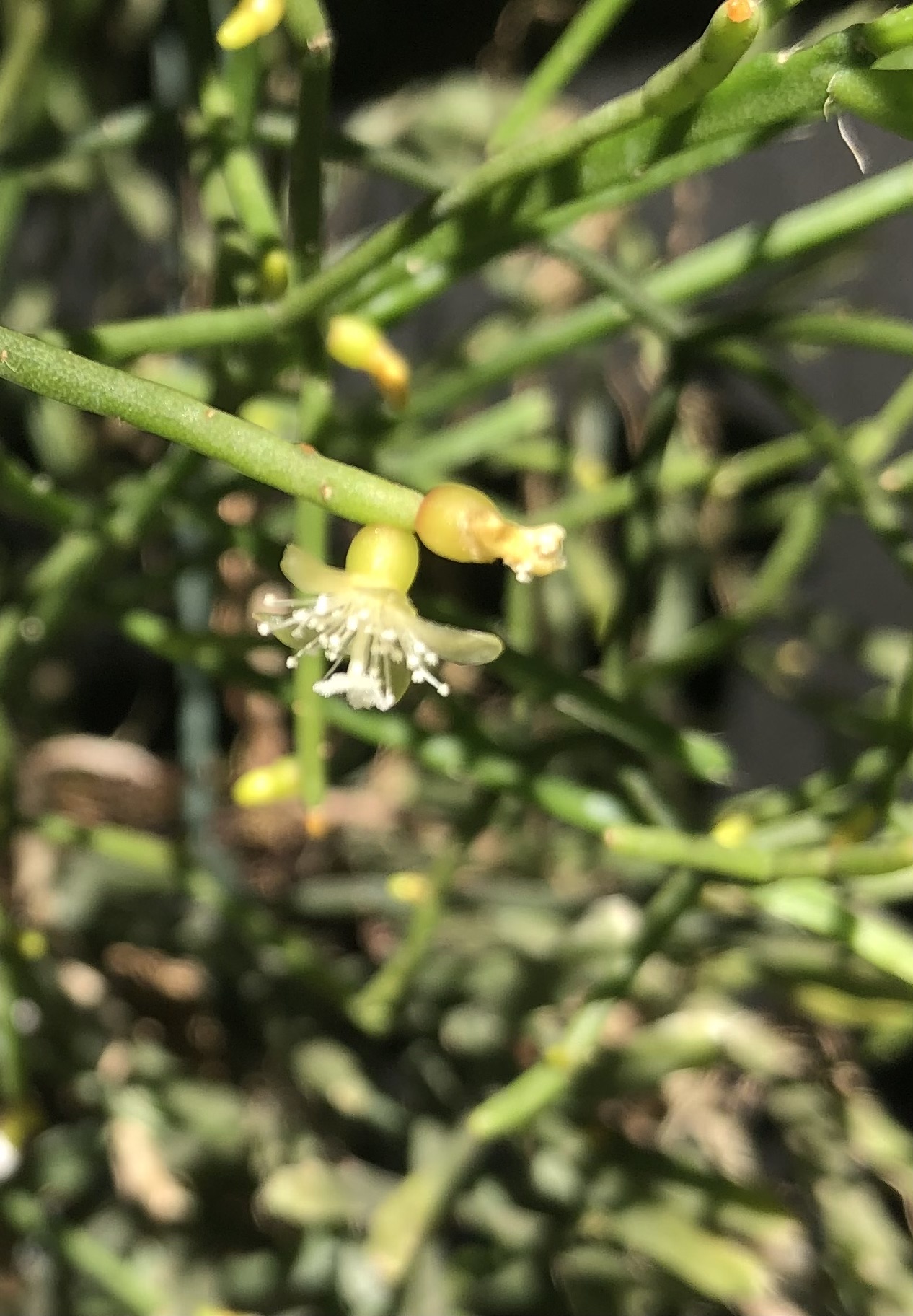 http://www.cloudjungle.com/cloudjungle/cactaceae/rhipsalis/rhipsalis noid6 flower.jpeg